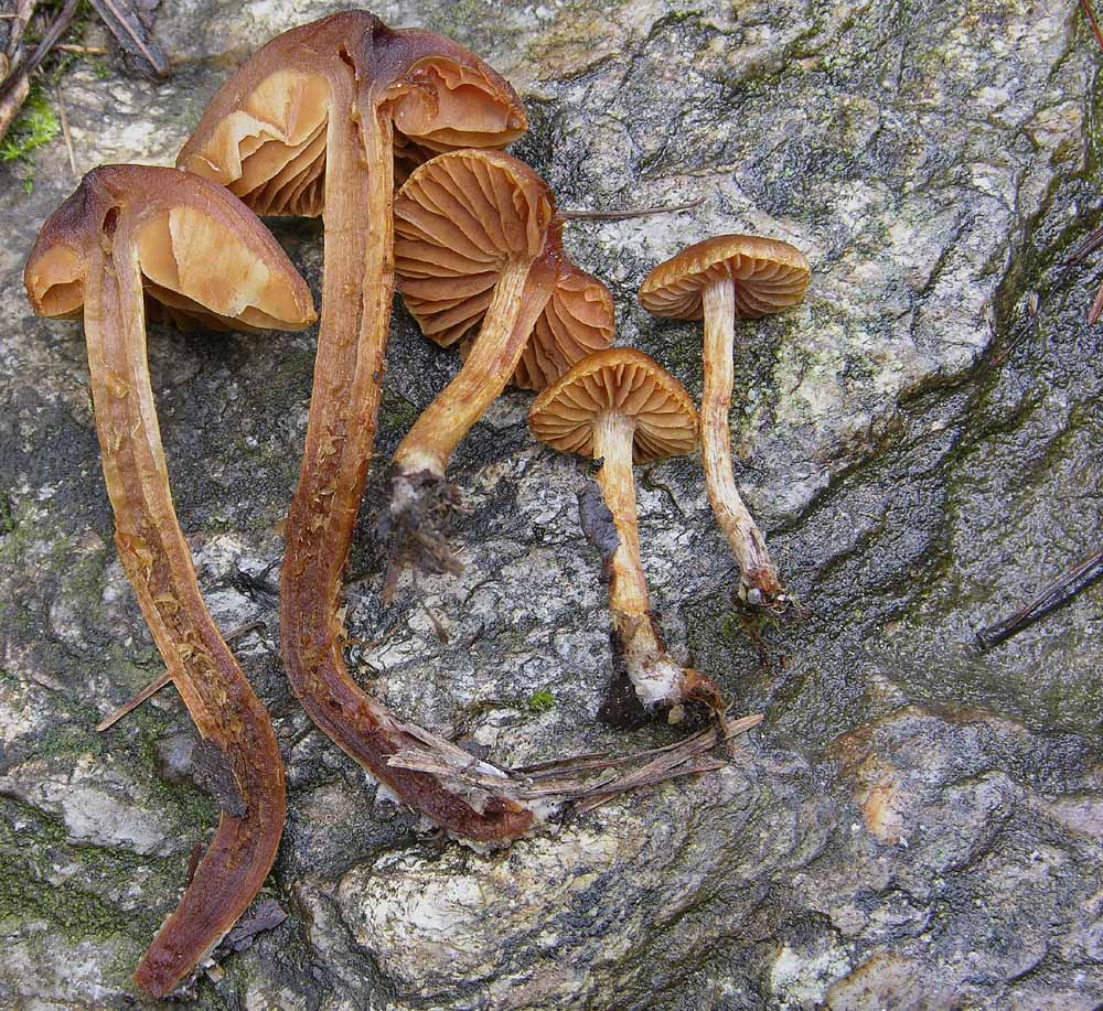 Piccolo Cortinarius da determinare.